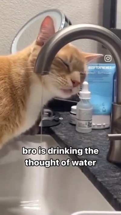 Wunkus is a stupid idiot and I hate him. There&rsquo;s no way he can&rsquo;t see the water. He&rsquo;s a moron and I hope he never gets catnip.