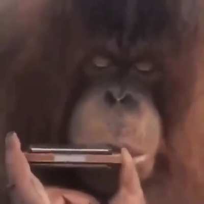 ORANG UTAN OF THE MONKES FIRST SOLO SINGLE [WORLD PREMIERE] OOOAA OOOO AAAA A OOOAAHHH