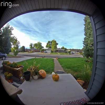 Thought someone stole our garden Pumpkin&hellip;