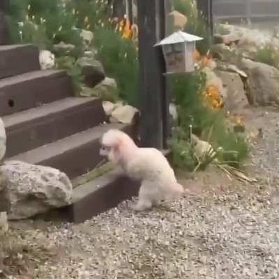 Idk if this counts but this pupper is adorable