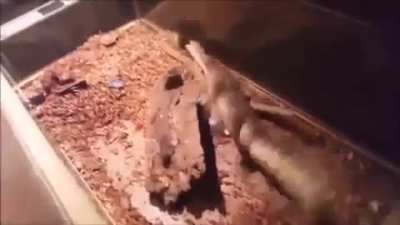 haha rat go brrrrr