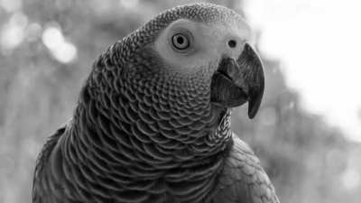 Based parrot