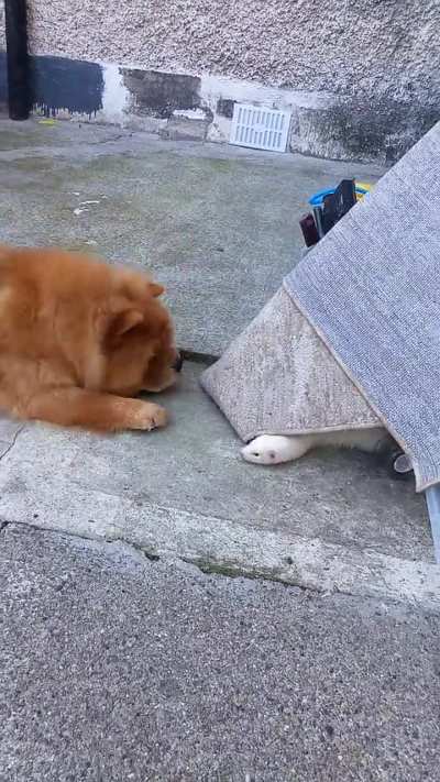Moana the Chow plays with Elsa the Ferret.