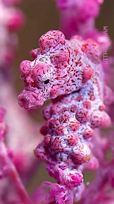 🔥Bargibant&rsquo;s Pygmy Seahorse: Literally smaller than your pinky nail