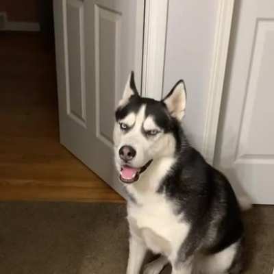 My boy Koda demands food every night. It&rsquo;s like having a con...