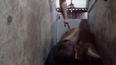 Cow