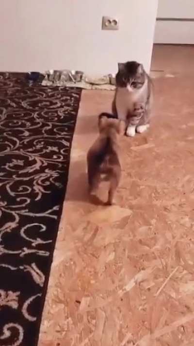 Drama queen