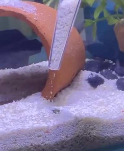 Don't bury the fish.