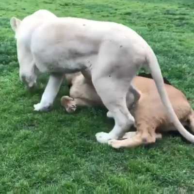 Big cats cuddle too
