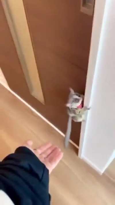 rat