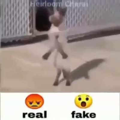 real or fake?