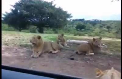 Watching the big ol lions when suddenly