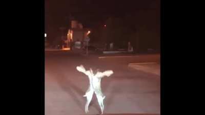 Rabbit fight