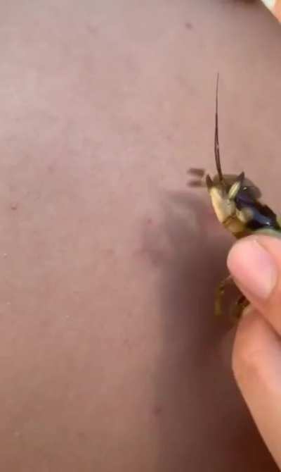 Don&rsquo;t worry, it&rsquo;s claws are clean