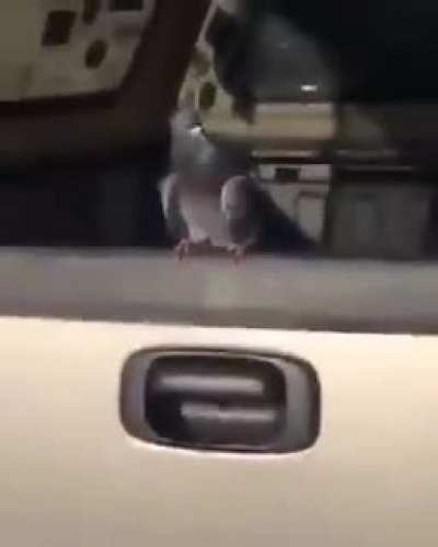 birb