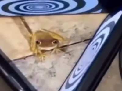 Frog wednesday