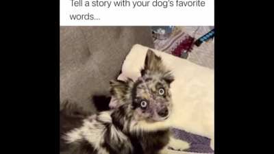 Dogs got lungs, I&rsquo;ll give em that.