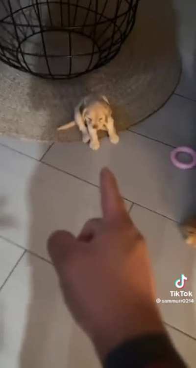 Don&rsquo;t accuse her, Dad! She&rsquo;s innocent!
