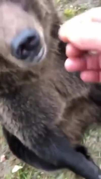 This is how Russian dog look like.