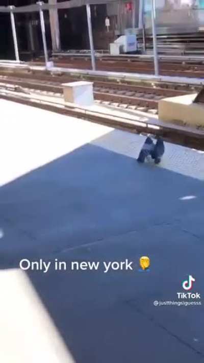 Also pigeons freakout tho