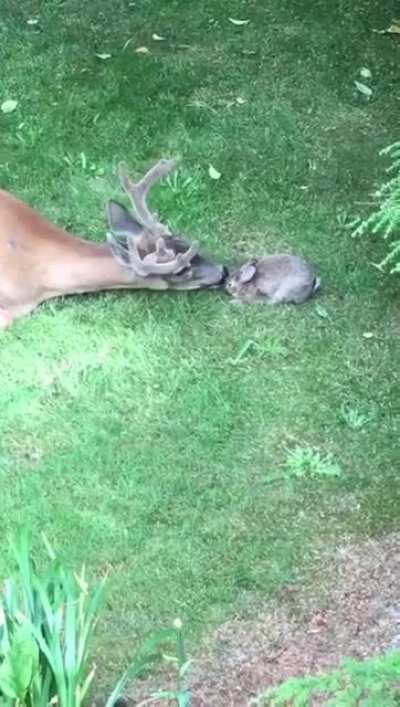 oh dEaR, rAbBiT mAuLeD tO dEaTh