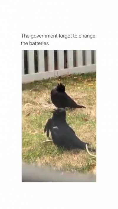 why is someone still believing that birds are real 🤦