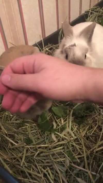 They love kale