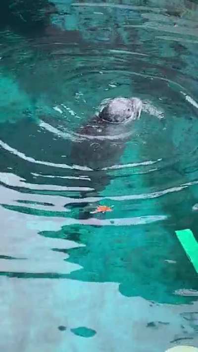 Spinning seal 🦭