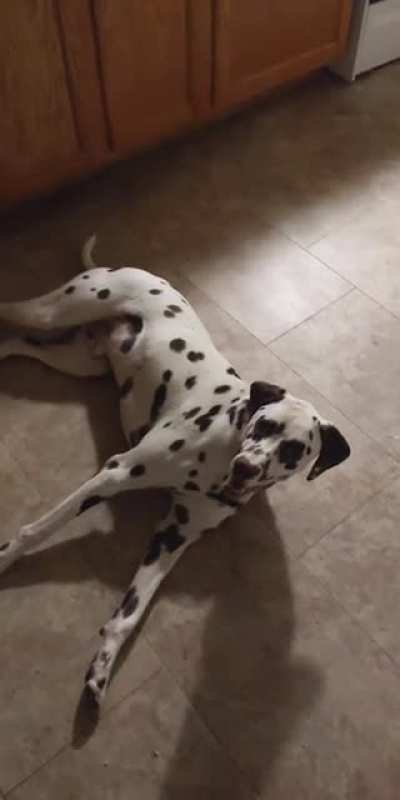 "Who's a good boy, hu--"