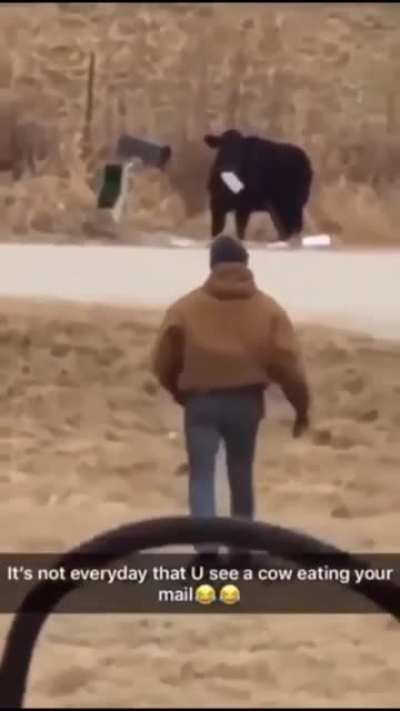 cow