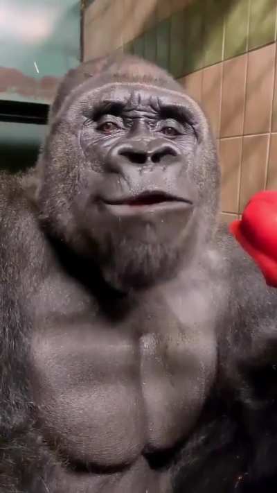 🔥Throwback to everyone&rsquo;s favorite silverback🔥