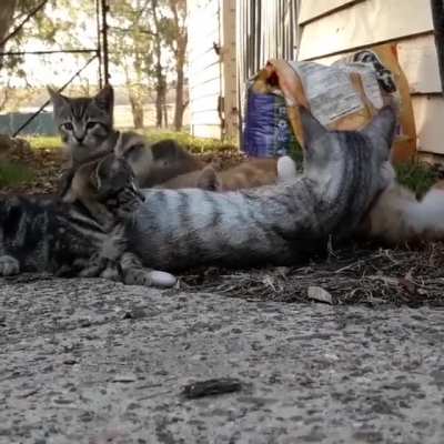 One of these kitties is not like the others 💛