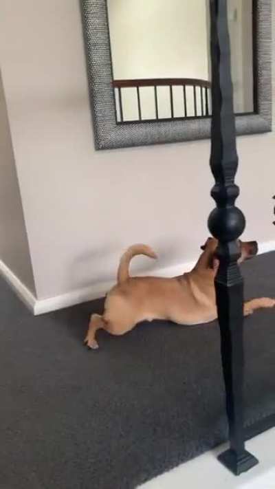 He&rsquo;s teasing the Corgi for having tiny legs