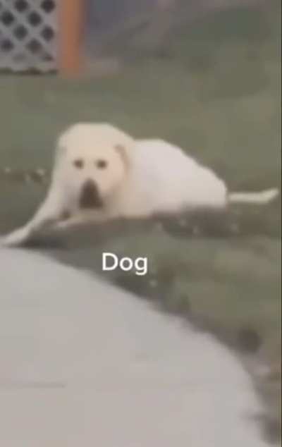 Dog