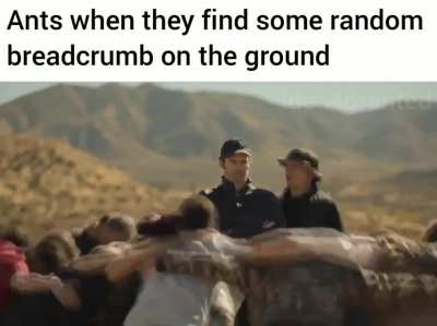 Ant niqqas be like
