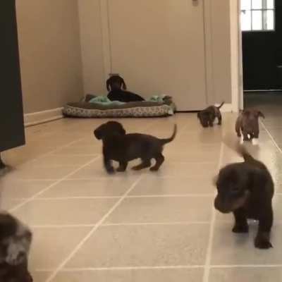 Baby Dachshunds run with little paws