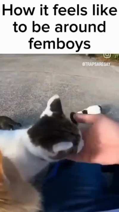 mrrp mrrp meow :3
