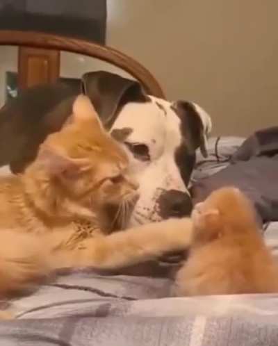 Can we join you for a cuddle?
