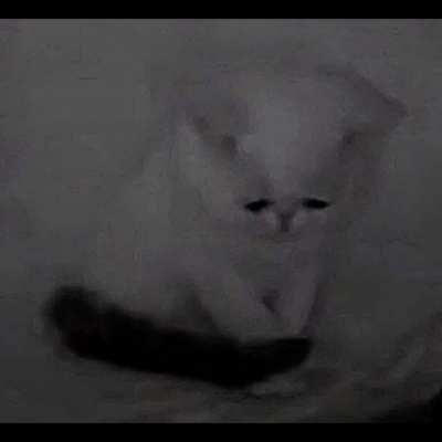 Sad Cat