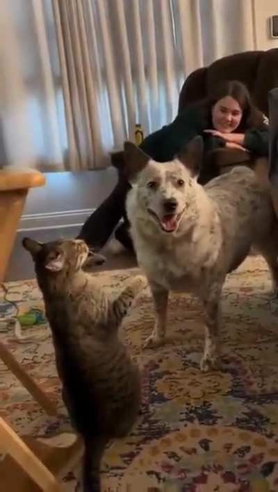 Round 1 goes to dog