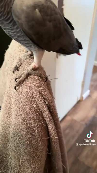 From apolloandfrens on tiktok. His first time using "bug" in the right context.