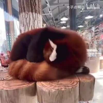 That&rsquo;s why red panda has a fluffy tail