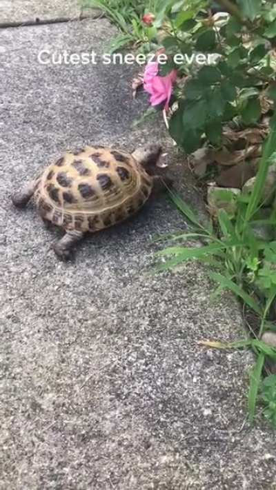 Not my tiktok but i just wanted to share the video of this tortoise sneezing