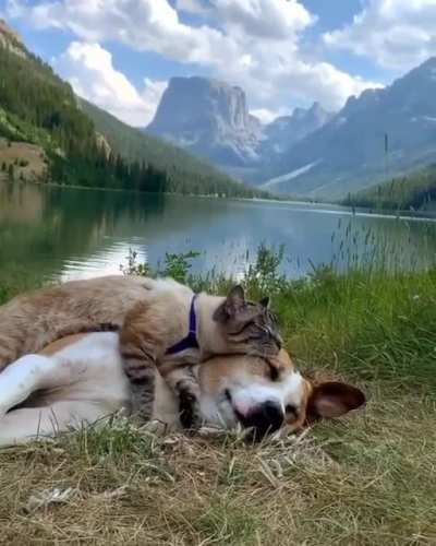 This is one of the most peaceful things I've seen all week. I relax watching it.