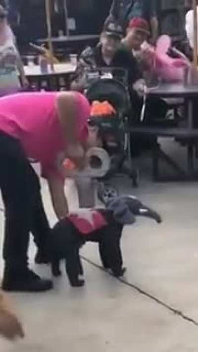 murderous dog sized elephant goes on rampage, escapes into crowd