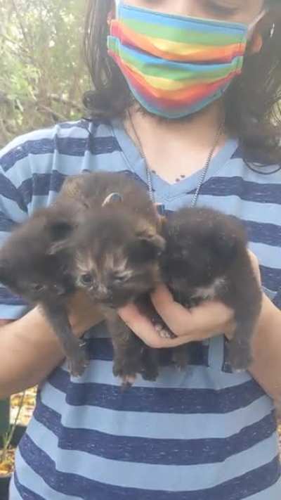 We found some kittens in the trash today.