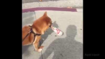 Yaşaşın Doggolar