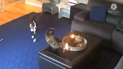 Hot Pussy