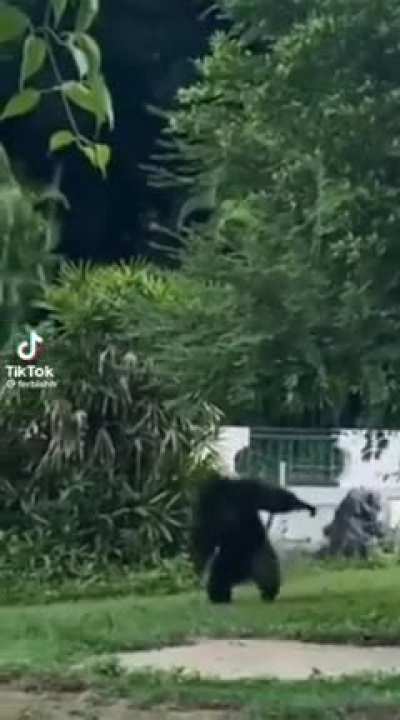 Return to monke
