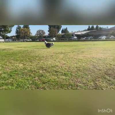 Maisie, the deaf and blind Aussie mix, who has had the zoomies ever since she was a little cloud.